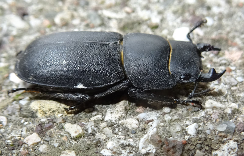 Lucanidae: Dorcus parallelipipedus